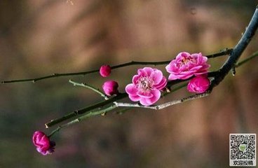 浣溪沙·琴川慧日寺蜡梅