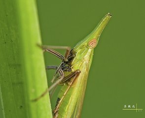 虫豸诗。虻（三首）