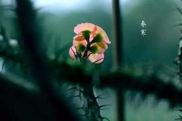 鹧鸪天·一夜春寒透锦帏