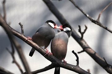 措鱼儿（送王子文知太平州）