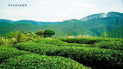 九月十八日至山园是日颇有春意