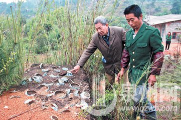 惠安赖惟允汝恭乞崇清老椿芳桂四大字为赋二