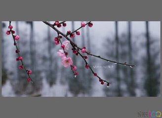 离江城遇雪