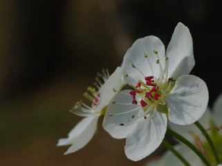 谢秀才有妾缟练，改从于人，秀才引留之不得，后生感忆。座人制诗嘲谢，贺复继四首。