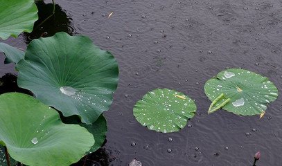 答野渡垫宾并其子和篇