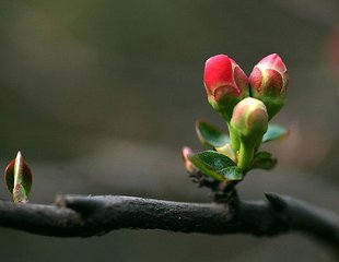 奉和圣制立春日侍宴内殿出剪彩花应制