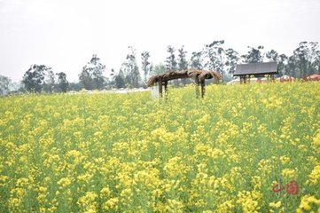 奉和武相公春晓闻莺（一作蜀川闻莺）