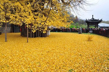 游长安诸寺联句。常乐坊赵景公寺。吴画联句