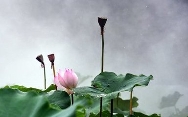 问歌颦（雨中花令）