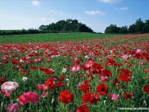 虞美人·菊坡九日登高路