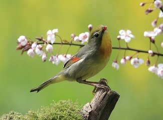 立春日侍宴内殿出剪彩花应制