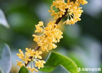 答许觉之惠桂花椰子茶盂二首