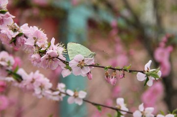 谒金门（和巽吾重赋海棠）