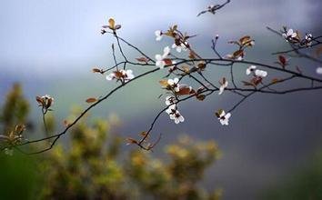 倦寻芳·缭墙黏藓