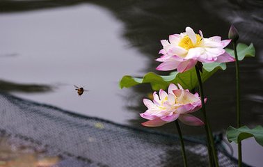 菩萨蛮·楼前曲浪归桡急