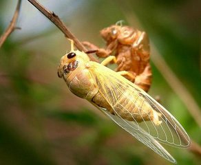 鲜于少府宅看花