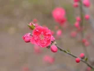 菩萨蛮·风前觅得梅花句