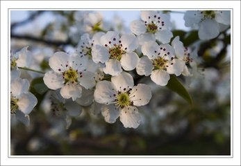 临江仙 梨花