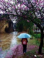 春雨不闻百舌