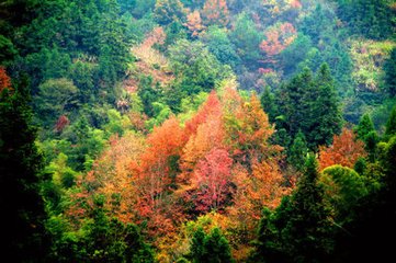 一丛花（和张子野）