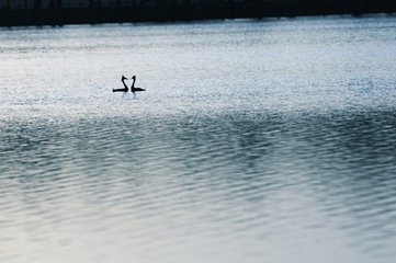 杏花天影·绿丝低拂鸳鸯浦