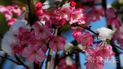 洞仙歌（温园赏海棠）