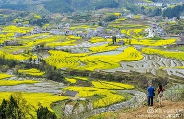 对黄花