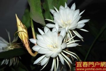 昭君怨·晴日烘香花睡