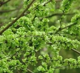 戏咏榆荚