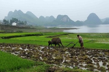 阌乡寓居十首·山禽