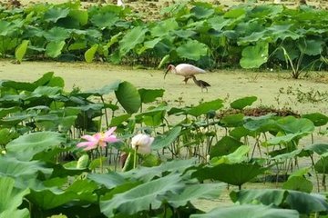 八音谐（赏荷花，以八曲声合成，故名）