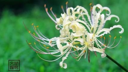 山中有花一种俗名花叶不相见感而赋之