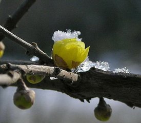 西江月·色似腊梅浑浅