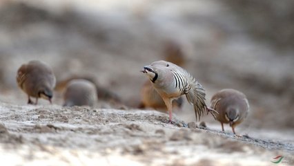 射雉词