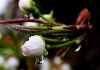 雨中花慢·宿霭凝阴