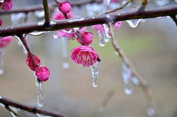 减字木兰花（冬至）