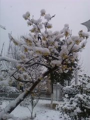 雪中问梅