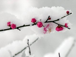 东畿舟居阻雪怀寄二三知旧三首之二