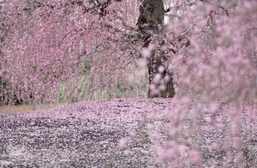 懋宗奉议有佳句咏冷庭叟野居庭坚于庭叟有十