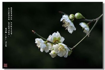 菁山观梅歌