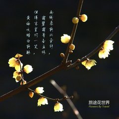 软条蜡梅