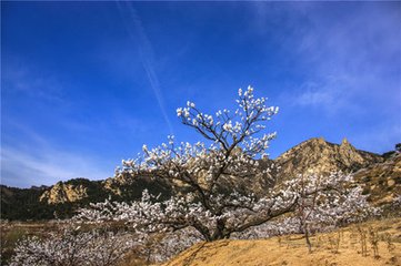 木兰花慢·杜鹃声渐老