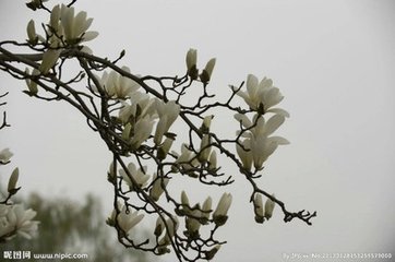 扫花游/扫地游 九日怀归