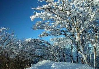 雪中偶题