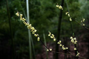 水龙吟·黄旗吉语飞来