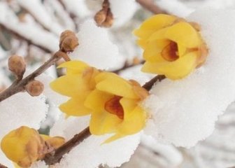 减字木兰花慢 和心 春雪词