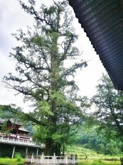 大雨宿仰山，翌旦骤霁，混融云"无乃开仰山