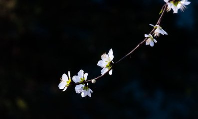 木兰花慢（赵叟生日）