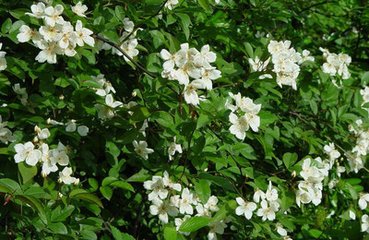 戏咏高节亭边山矾花二首