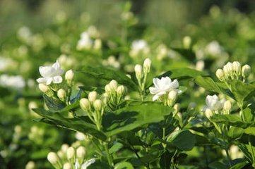 王正之提刑见和茉莉小诗甚工。今日茉莉渐过